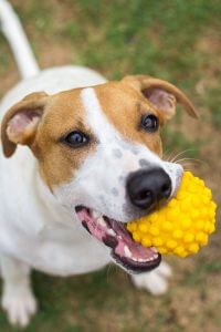 Alphazoo Partner Webáruház