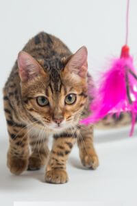 Alphazoo Partner Webáruház