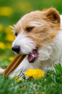 Alphazoo Partner Webáruház