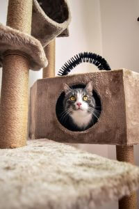 Alphazoo Partner Webáruház