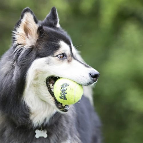 KONG SqueakAir Balls Teniszladba Kutyajáték 2 db L