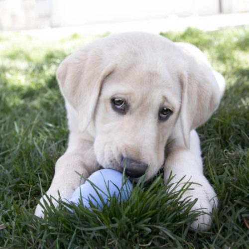 KONG Puppy játék Kölyökkutyáknak M