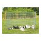 Trixie Puppy ketrec galvanizált 154x91cm